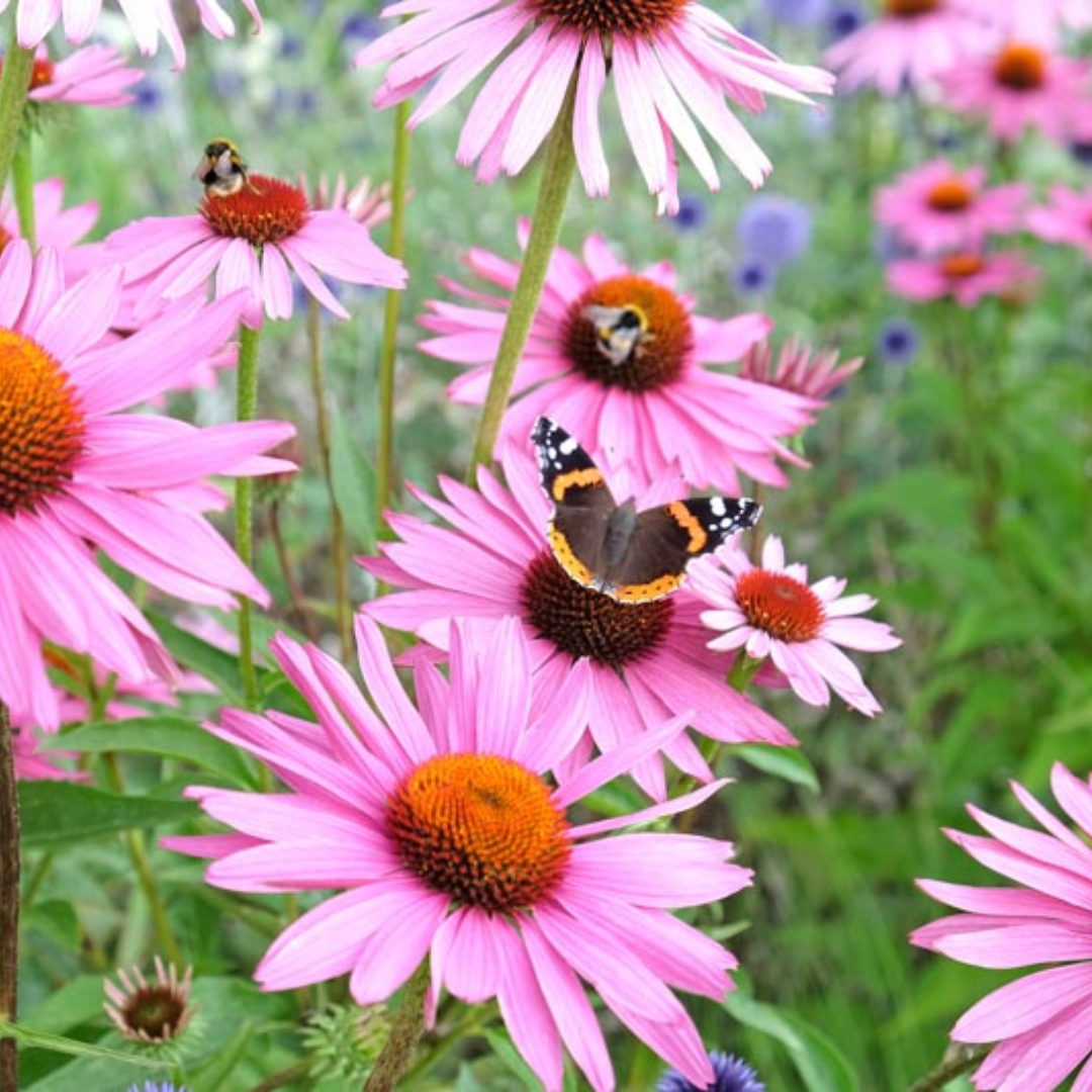 Echinacea Purpurea Herb C/S