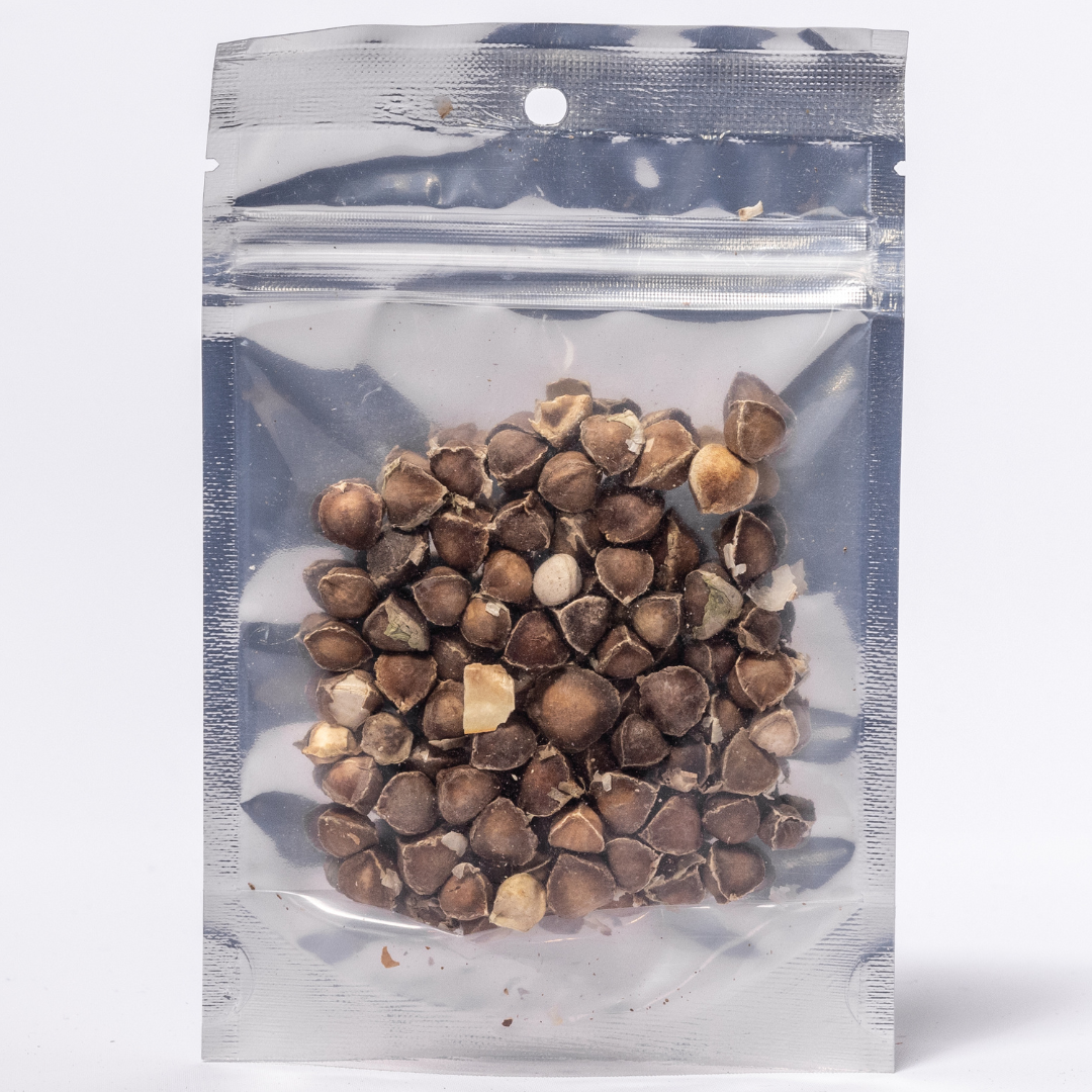 Moringa Seeds
